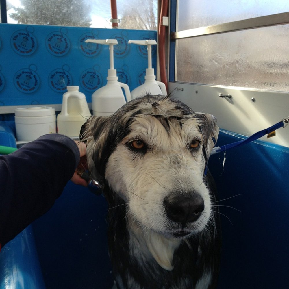 The Pooch Mobile - Zeus what a boy does to be handsome! - Pet Groomers Near Me - Parker, Colorado The Pooch Mobile - Zeus what a boy does to be handsome! - Pet Groomers Near Me - Parker, Colorado