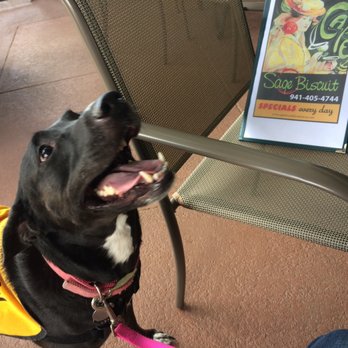 Sage Biscuit Cafe - Moonracer Rescue dog Keera is placing her order. "I'd like a scrambled egg with some feta cheese sprinkles, please" - Breakfast & Brunch Near Me - Bradenton, Florida Sage Biscuit Cafe - Moonracer Rescue dog Keera is placing her order. "I'd like a scrambled egg with some feta cheese sprinkles, please" - Breakfast & Brunch Near Me - Bradenton, Florida