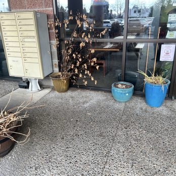 Ploy's Thai Food - More ugly dead plants - Thai Near Me - Portland, Oregon