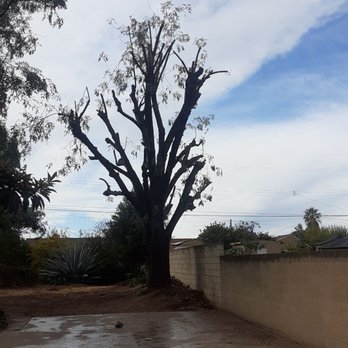 East Co Tree Care - After - Tree Services Near Me East Co Tree Care - After - Tree Services Near Me