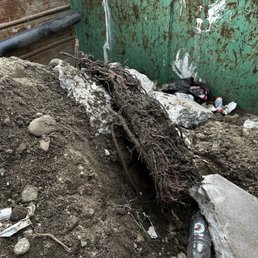 Part of the roots removed by Gary from sewer line Part of the roots removed by Gary from sewer line