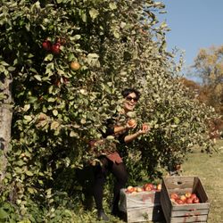 Pine Tree Apple Orchard - Apple picking