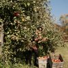 Pine Tree Apple Orchard gift card