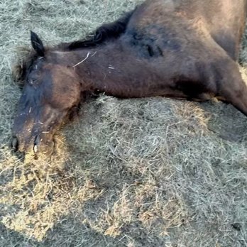 Just Horse'n Around - Colic death. - Pet Services Near Me - Inverness, Florida Just Horse'n Around - Colic death. - Pet Services Near Me - Inverness, Florida