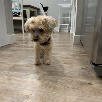 Bark Twice - Dog - Pet Groomers Near Me - Tampa Bay, Florida Bark Twice - Dog - Pet Groomers Near Me - Tampa Bay, Florida