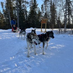 Chilly Dogs Sled Dog Trips