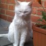 Photo of RSPCA
