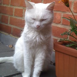RSPCA