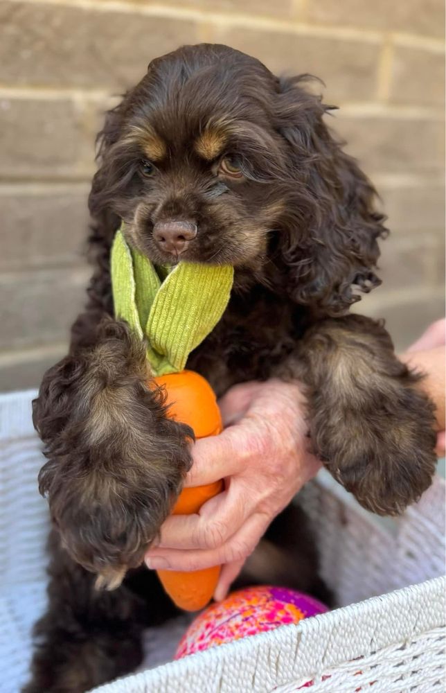 Cocker Spaniel Seattle SEATTLE BEST COCKER SPANIELS - Updated April 2026 - Request Information ...