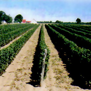 Exultet Estates - Wineries Near Me - Milford, Ontario