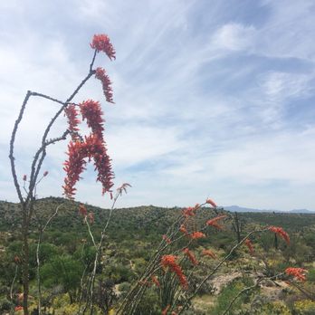 Cactus Forest Drive - Ocotillo in bloom (April) - Local Flavor Near Me - Tucson, Arizona