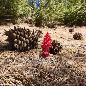 Chilao Campground - Campgrounds Near Me