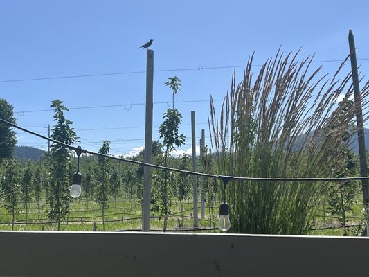 Rootwood Cider Taproom - at the Orchard by null