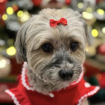 Ray’s Mobile Dog Grooming - Pet Groomers Near Me - Sylmar, California Ray’s Mobile Dog Grooming - Pet Groomers Near Me - Sylmar, California