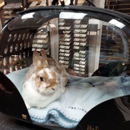 This is our bunny, Harriet, when we visited the WD&M showroom to pay our bill. The showroom is beautiful. This is our bunny, Harriet, when we visited the WD&M showroom to pay our bill. The showroom is beautiful.
