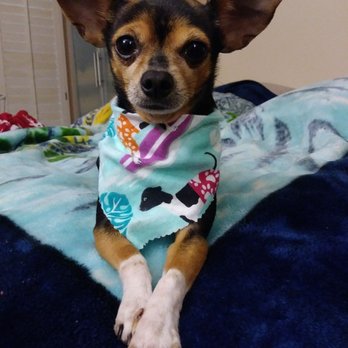 Pet Strands Grooming - Scrappy - Pet Groomers Near Me - Orange, California