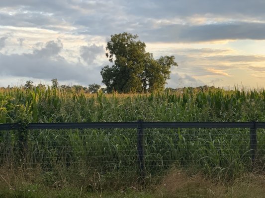 Legacy Trail by null