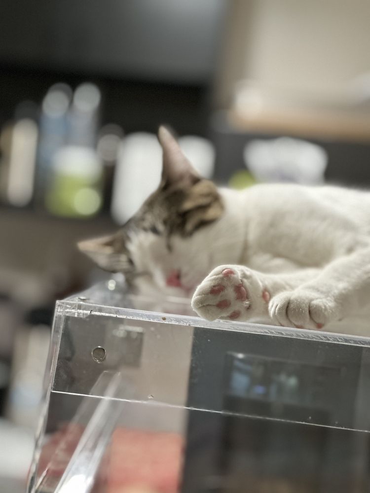 WHISKERS AND SODA 50 Photos & 26 Reviews 10320 Garland Rd, Dallas