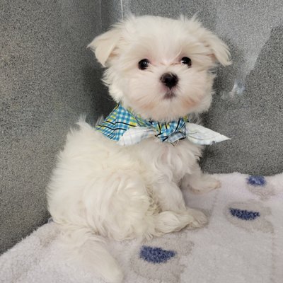 Lawndale Pet Hospital by null