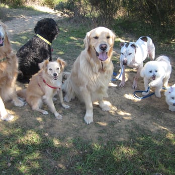 Dog Adventures - Dog Walkers Near Me Dog Adventures - Dog Walkers Near Me