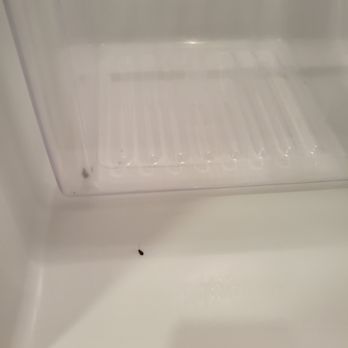 The Amber at Greenbrier - Roaches in the fridge. We had videos of the washer and drier being just as bad but it was a video. - Apartments Near Me - Chesapeake, Virginia The Amber at Greenbrier - Roaches in the fridge. We had videos of the washer and drier being just as bad but it was a video. - Apartments Near Me - Chesapeake, Virginia