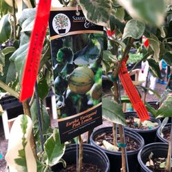 Houston Garden Centers