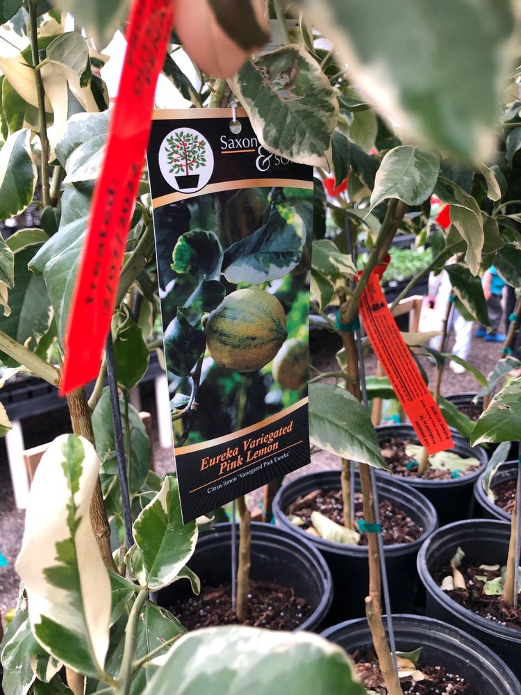 HOUSTON GARDEN CENTERS Updated August 2024 31 Photos & 31 Reviews