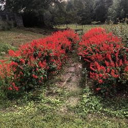Turnipseed Nursery Farms