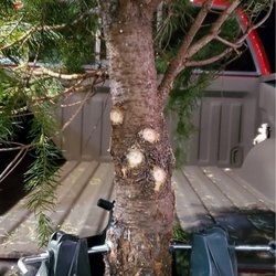 Holiday Hills Christmas Trees - Crooked Tree