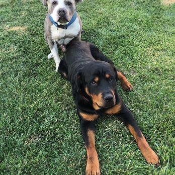 Well Mannered Bullies - bubba and Rufus - Pet Training Near Me Well Mannered Bullies - bubba and Rufus - Pet Training Near Me