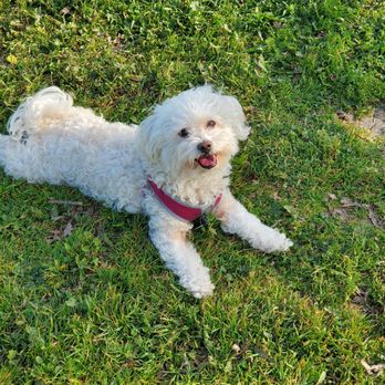 Elizabeth's Pet Sitting - Angel - Pet Sitting Near Me - Davis, California
