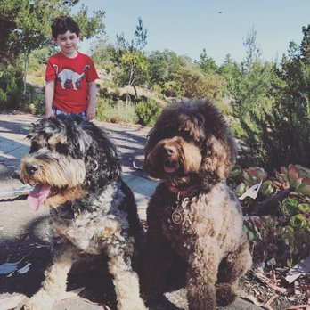 Sugar Pine Doodles - Esme and Jillie Sugar Pine Doodles - Pet Breeders Near Me Sugar Pine Doodles - Esme and Jillie Sugar Pine Doodles - Pet Breeders Near Me