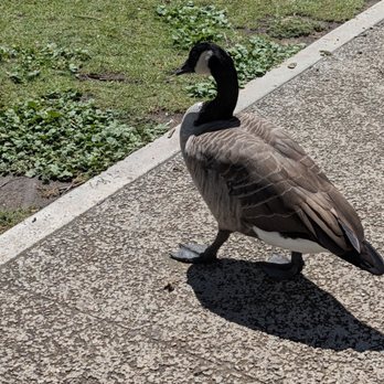 Echo Park Lake - Parks Near Me - Los Angeles, California Echo Park Lake - Parks Near Me - Los Angeles, California