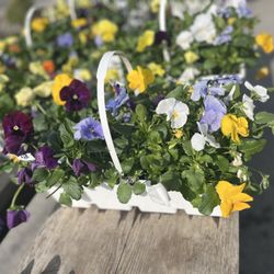 Above the Dirt - Petunia baskets
