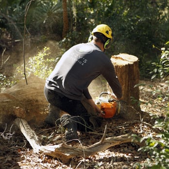 Terry's Tree Service - Tree Services Near Me - Bradenton, Florida Terry's Tree Service - Tree Services Near Me - Bradenton, Florida
