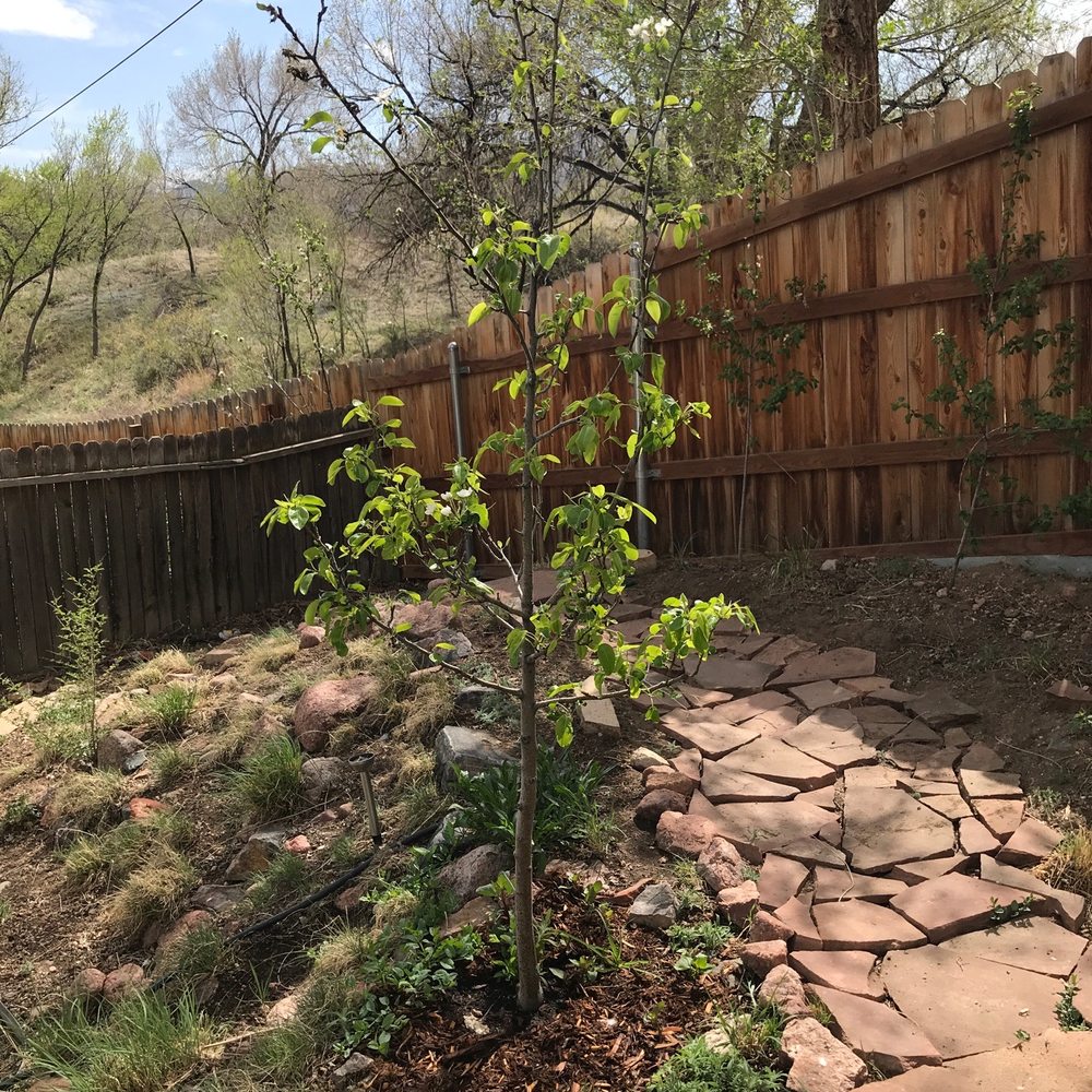Rick's Garden Center - Pear tree - Nurseries & Gardening Near Me - Colorado Springs, Colorado