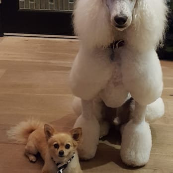 Happy Dogs Grooming - Pet Groomers Near Me - Canoga Park, California Happy Dogs Grooming - Pet Groomers Near Me - Canoga Park, California