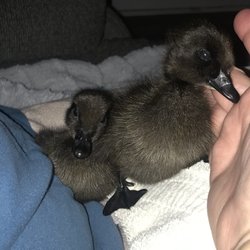 Metzer Farms - Two female cayuga ducklings