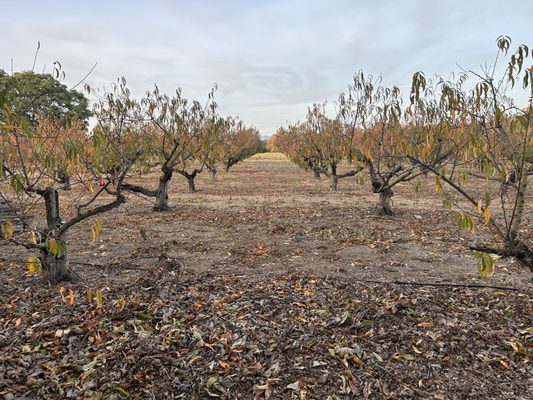 Buttonwood Farm & Vineyard by null
