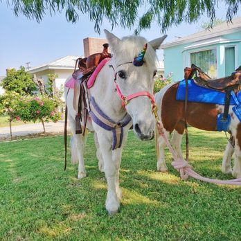 Becky's Pony Express - Petting Zoos Near Me