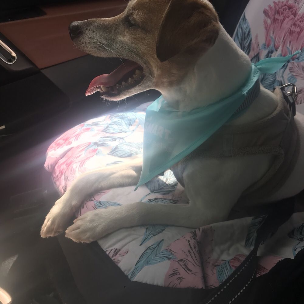 PetSmart - 5/10/18 - Pet Stores Near Me - Wilsonville, Oregon PetSmart - 5/10/18 - Pet Stores Near Me - Wilsonville, Oregon