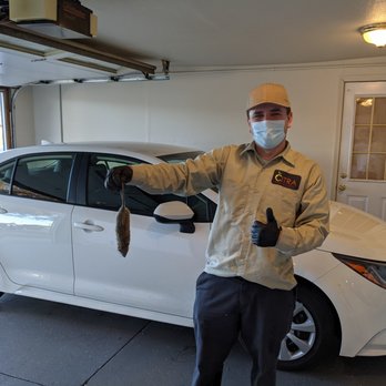 Citra Pest Control - Abraham get a rats in our attic after 1 week - Pest Control Near Me - San Jose, California