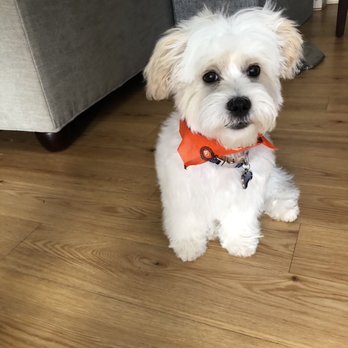 Grooming Works - Pet Groomers Near Me - Mountain View, California Grooming Works - Pet Groomers Near Me - Mountain View, California