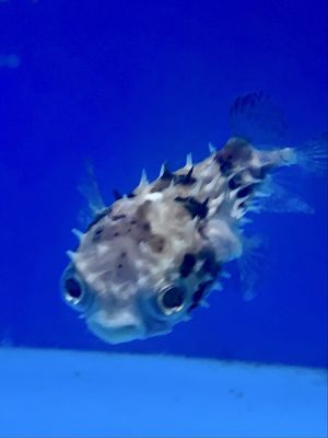 LAX Aquarium by null