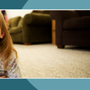 Elite Carpet Care