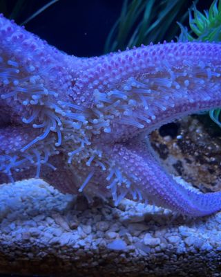 Hatfield Marine Science Center Oregon State University by null