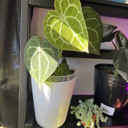 Anthurium clarinervium