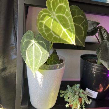 Pita's Planters - Anthurium clarinervium - Gardeners Near Me - Dallas, Texas