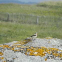 Côte Sauvage