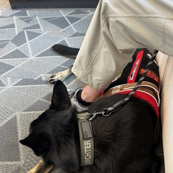 Von Dietrich German Shepherds